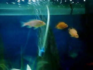 Video of my fishes...