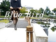 Blue Bird