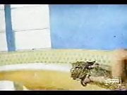 arabsink