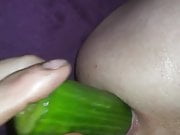 vegetarian adventures 